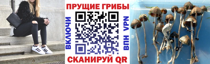 цена   Северск  Псилоцибиновые грибы Cubensis 